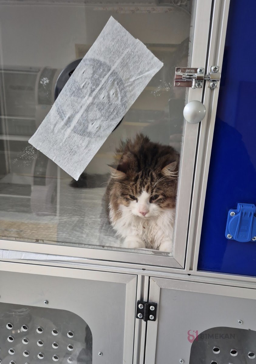 Dante Veteriner Kliniği - Veteriner Klinikleri