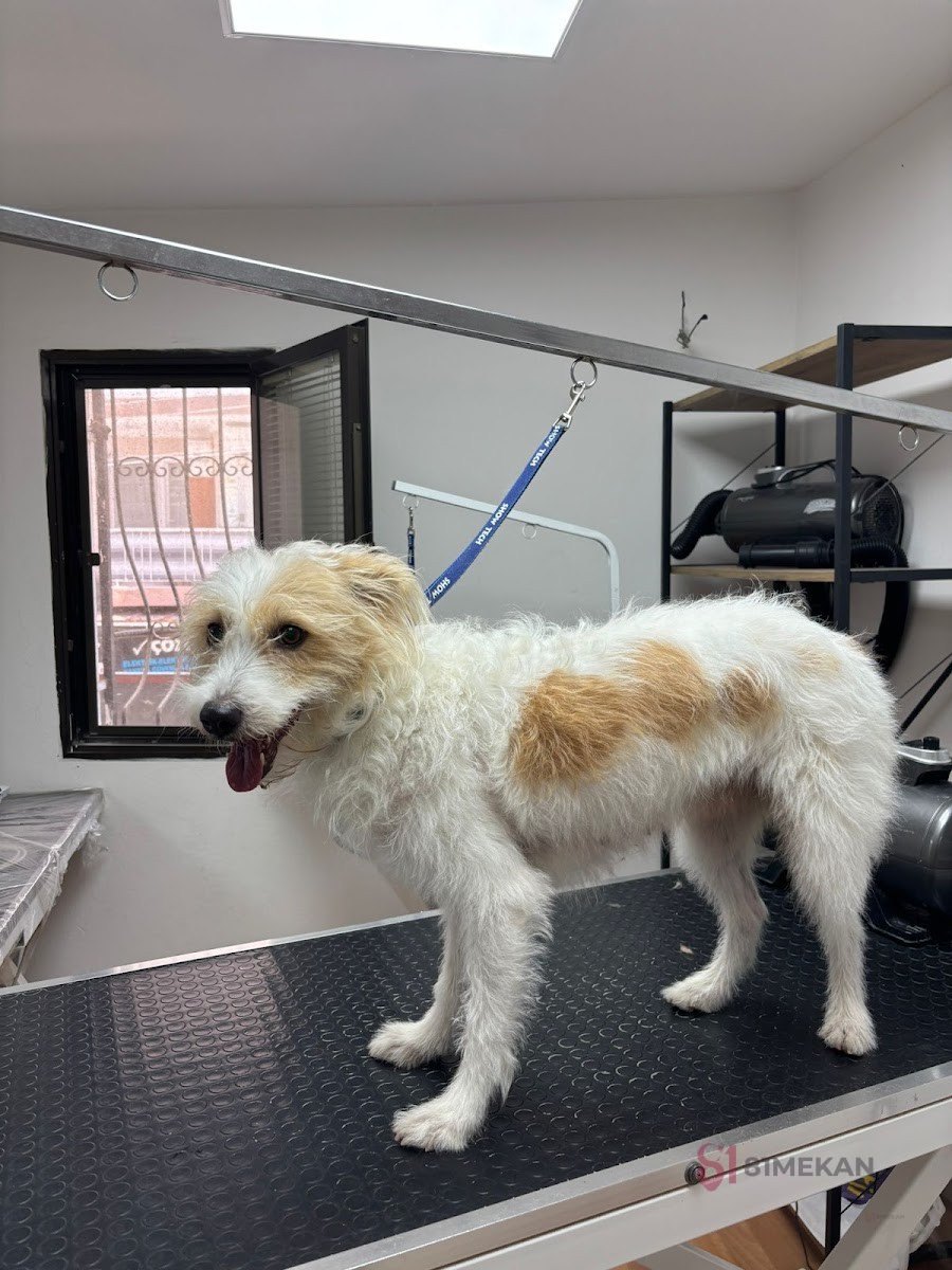 Pet Kuaför İlayda Tağrap - Veteriner Klinikleri
