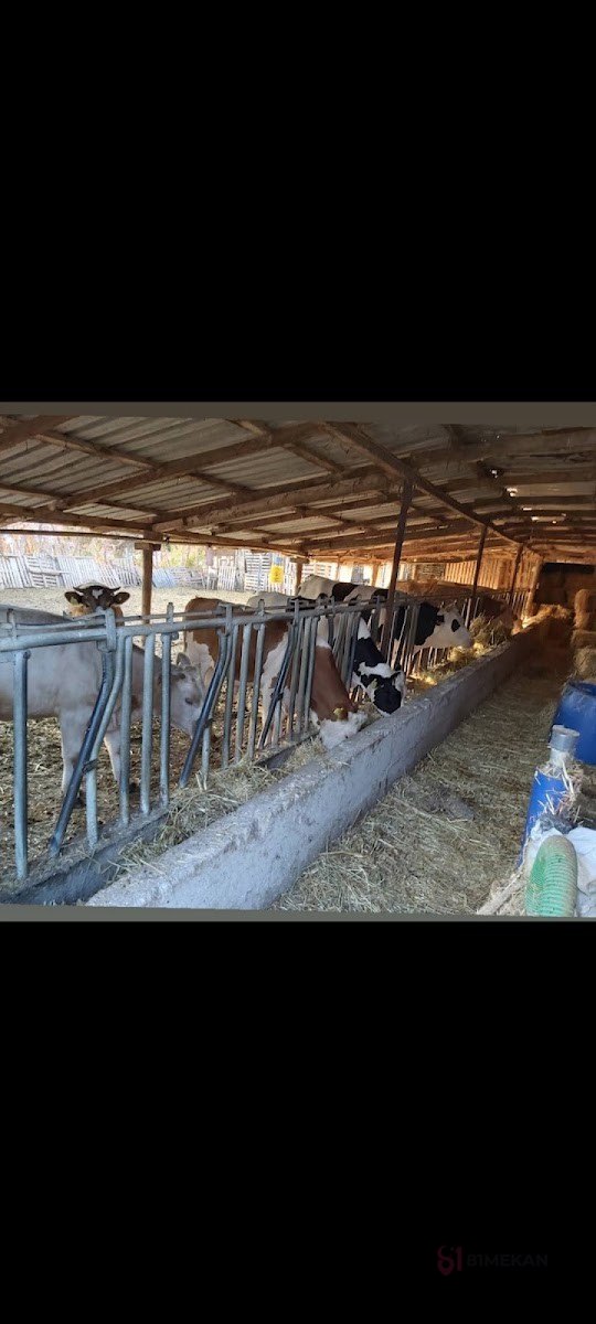 Süt Ve Besi Çiftliği - Mağazalar
