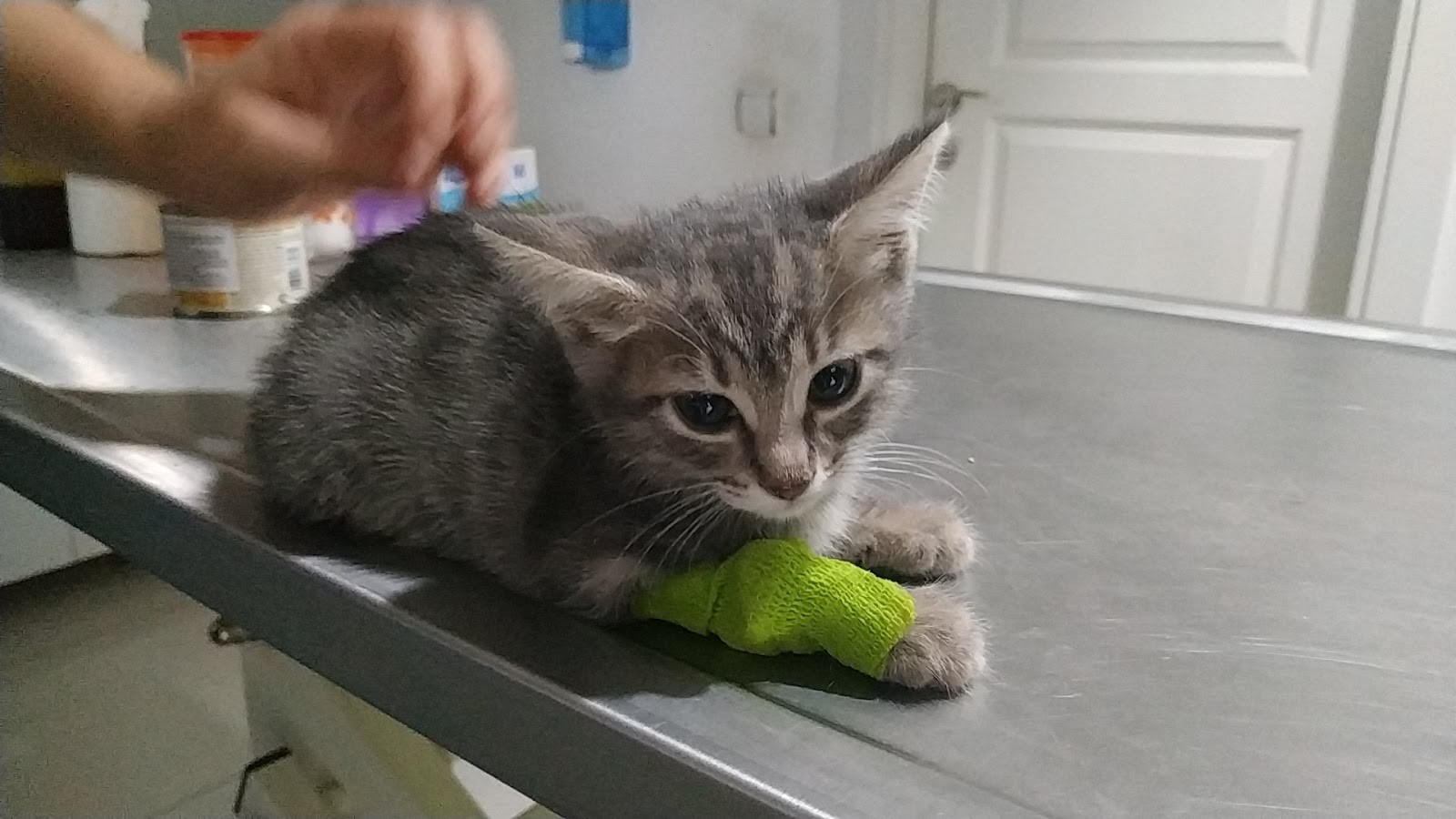 Alp Veteriner Kliniği - Veteriner Klinikleri