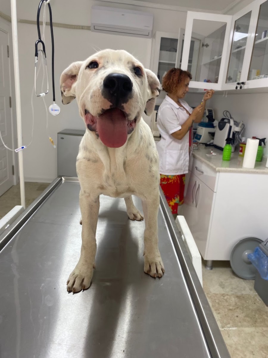 Muratpaşa Veteriner Kliniği - Veteriner Klinikleri