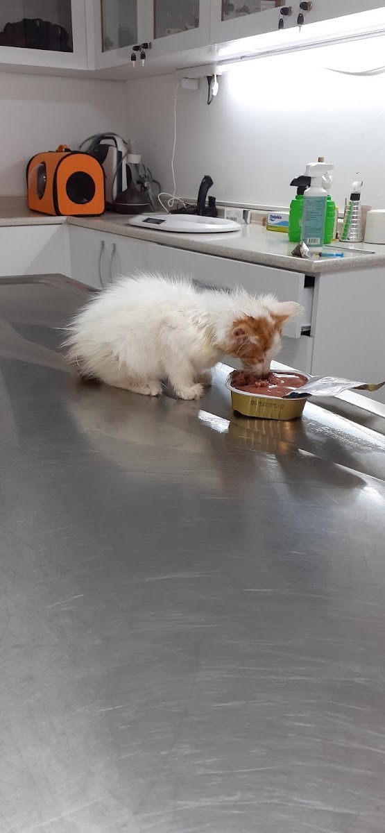 Muratpaşa Veteriner Kliniği - Veteriner Klinikleri
